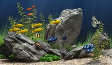 Скриншот 1 из 1 программы Dream Aquarium