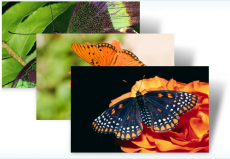 Скриншот 1 из 1 программы Butterflies Theme